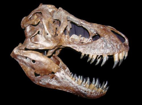 [ Image: Tyrannosaurus Skull ]