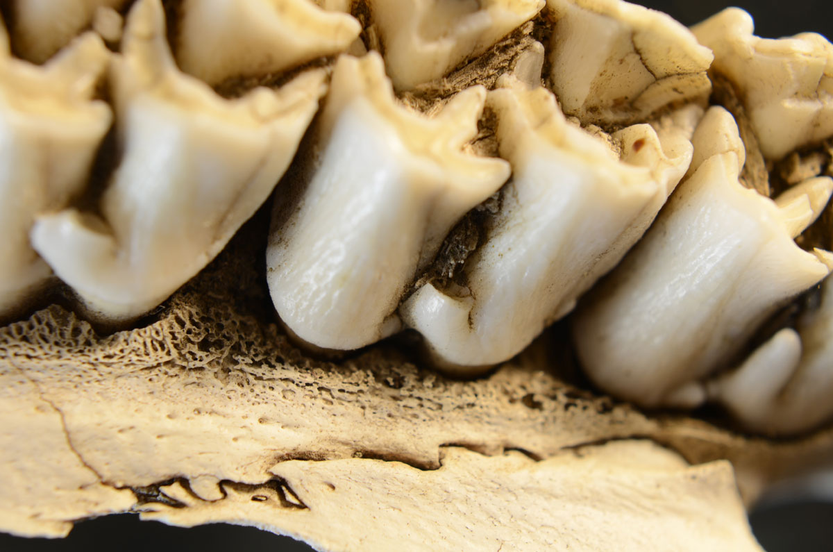 Macro photograph of cow skull teeth